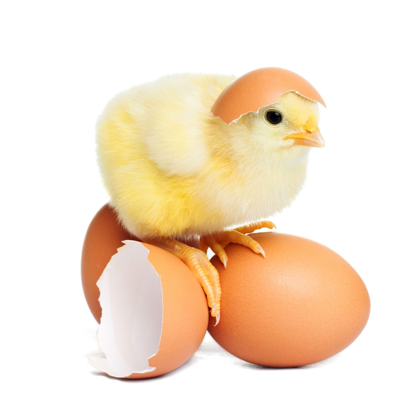 Chick Egg