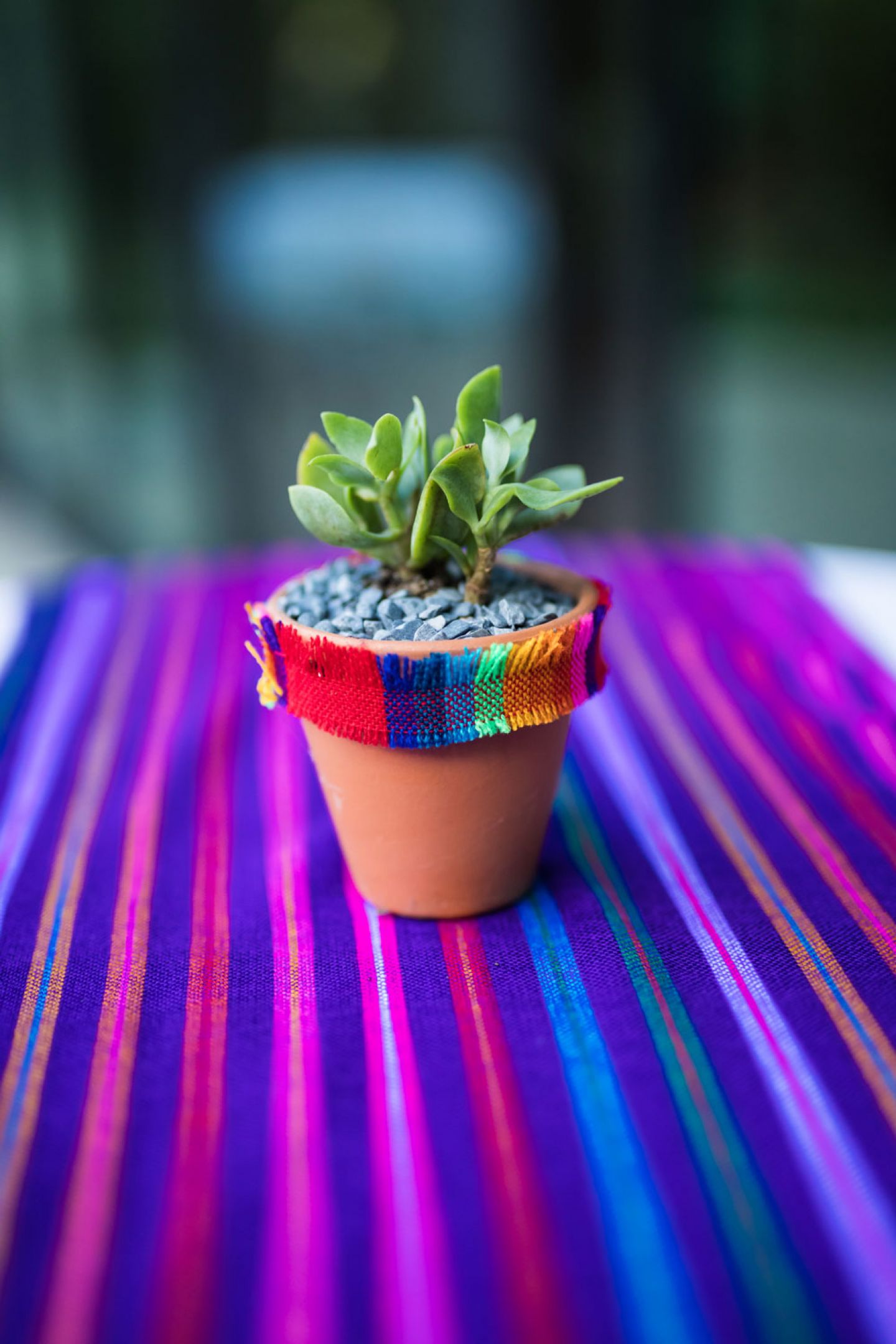 Close up of colorful fabric and succulent