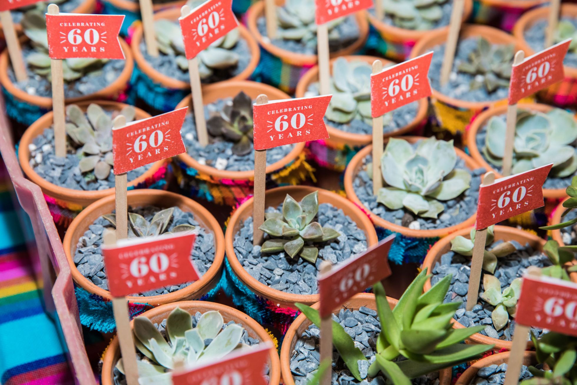 Close Up of Home Succulents