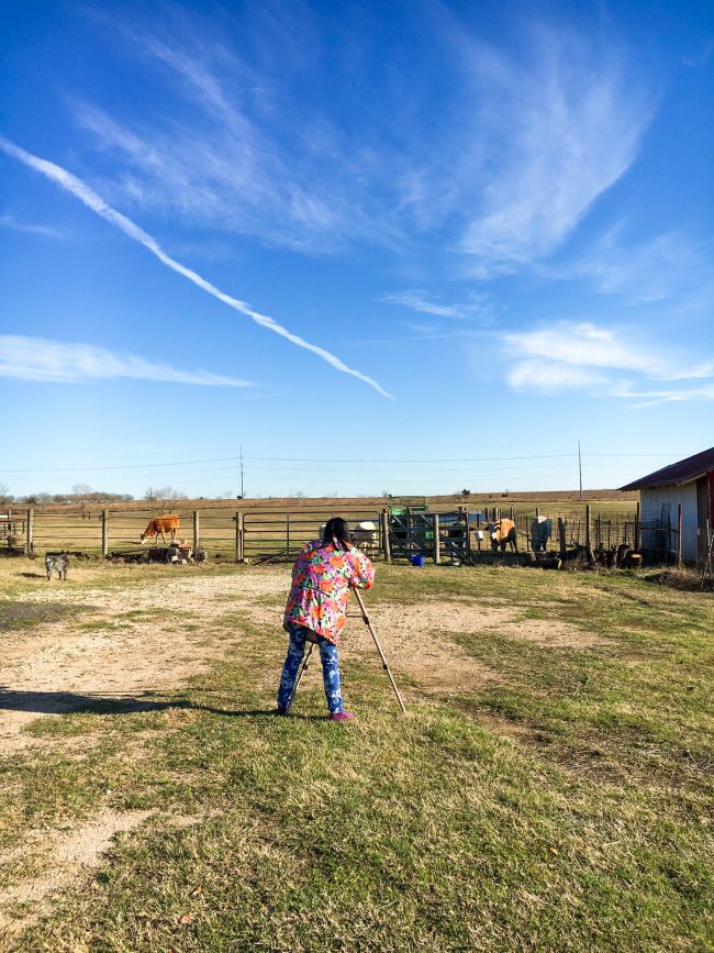Ann Shoots Cows
